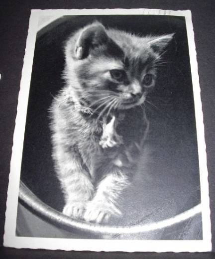 Photo Card kitten, ca.1950